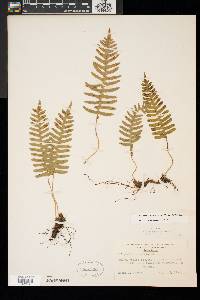 Polypodium appalachianum image