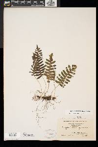 Polypodium appalachianum image