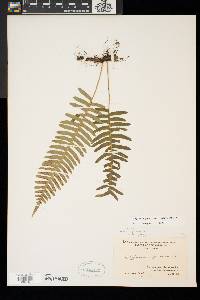 Polypodium appalachianum image