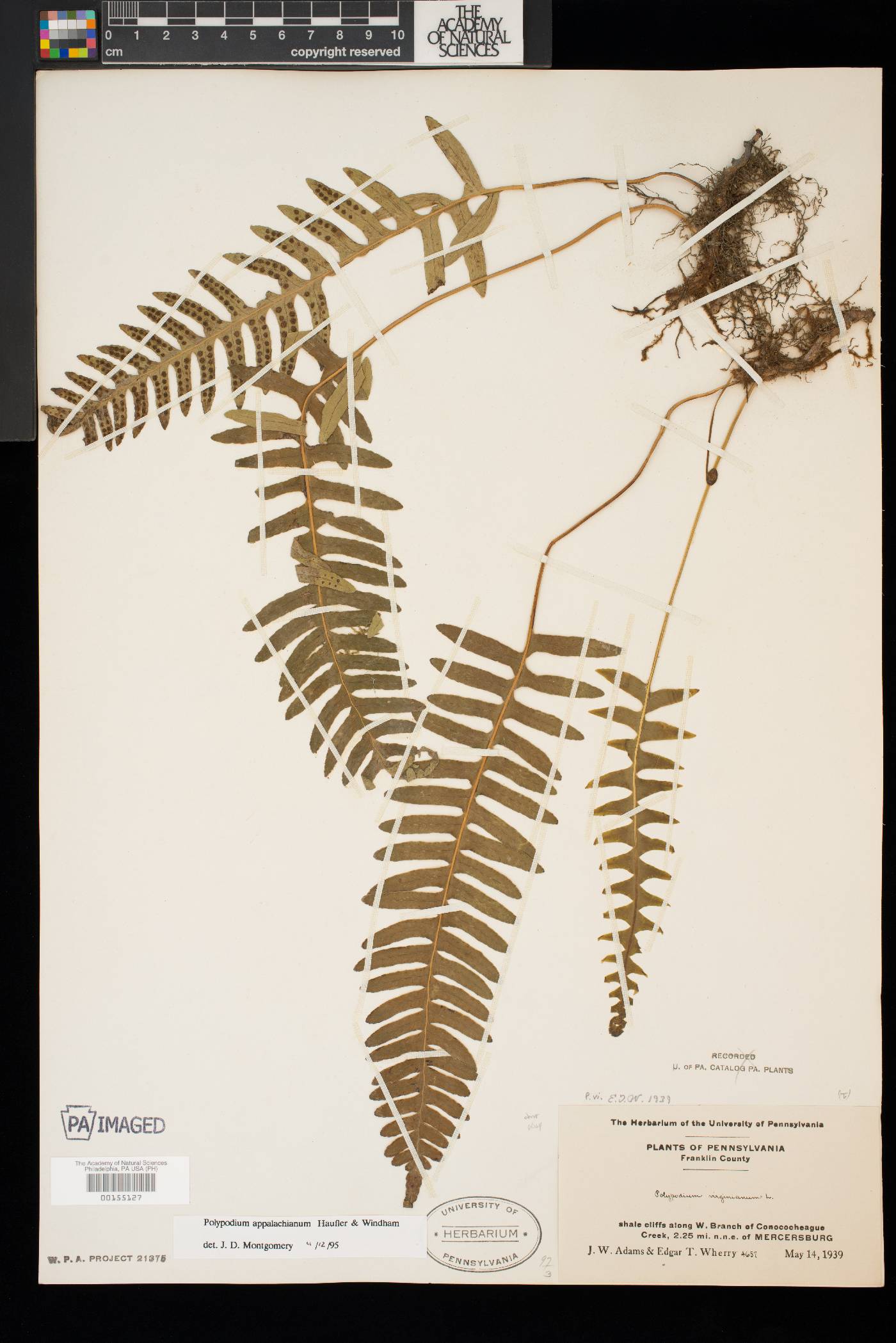 Polypodium appalachianum image