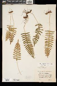 Polypodium appalachianum image