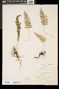 Polypodium appalachianum image