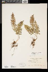 Polypodium appalachianum image