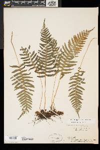 Polypodium appalachianum image