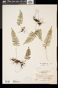 Polypodium appalachianum image