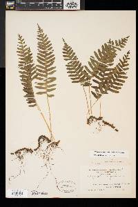 Polypodium appalachianum image