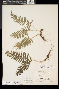 Polypodium appalachianum image