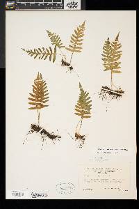 Polypodium appalachianum image