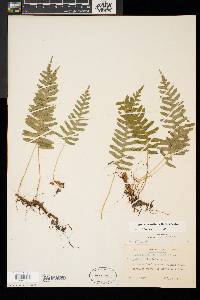 Polypodium appalachianum image