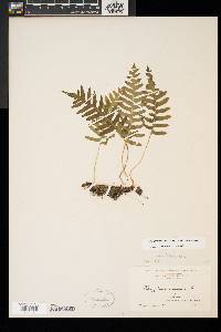 Polypodium appalachianum image