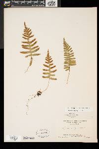 Polypodium appalachianum image