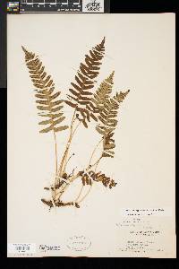 Polypodium appalachianum image