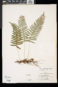 Polypodium appalachianum image