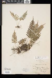 Polypodium appalachianum image