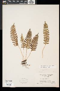 Polypodium appalachianum image