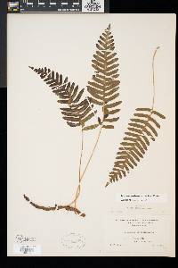 Polypodium appalachianum image