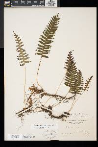 Polypodium appalachianum image