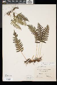 Polypodium appalachianum image