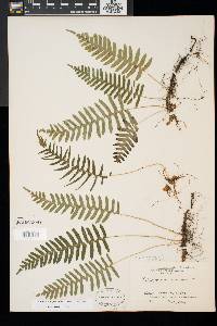 Polypodium appalachianum image