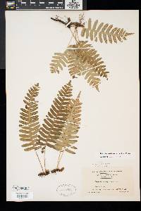 Polypodium appalachianum image