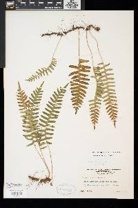 Polypodium appalachianum image