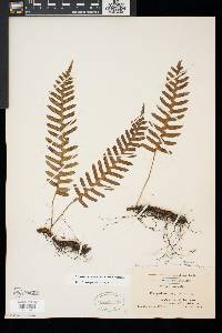 Polypodium appalachianum image