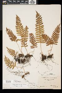 Polypodium appalachianum image