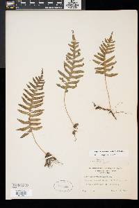 Polypodium appalachianum image