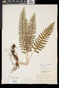 Polypodium appalachianum image