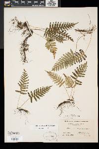 Polypodium appalachianum image