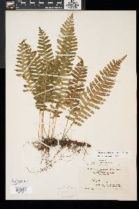 Polypodium appalachianum image