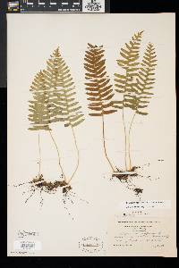 Polypodium appalachianum image