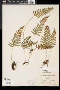 Polypodium appalachianum image