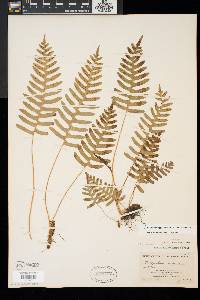 Polypodium appalachianum image