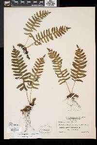 Polypodium appalachianum image