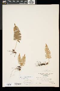 Polypodium appalachianum image