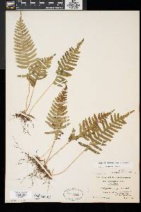 Polypodium appalachianum image