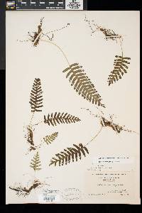 Polypodium appalachianum image