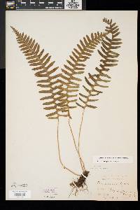 Polypodium appalachianum image