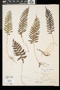 Polypodium appalachianum image