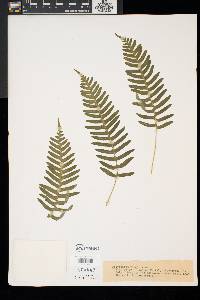 Polypodium appalachianum image