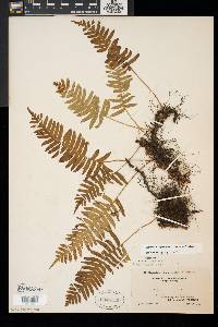 Polypodium appalachianum image