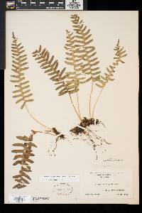 Polypodium appalachianum image