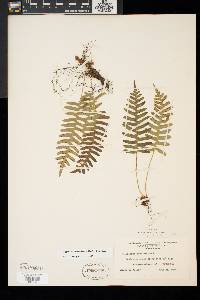 Polypodium appalachianum image