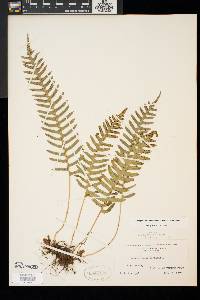 Polypodium appalachianum image