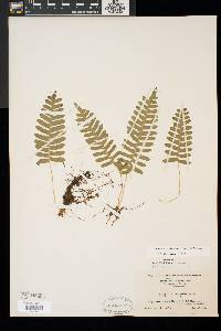 Polypodium appalachianum image