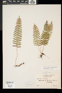 Polypodium appalachianum image