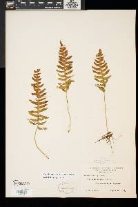 Polypodium appalachianum image