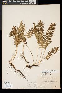 Polypodium appalachianum image