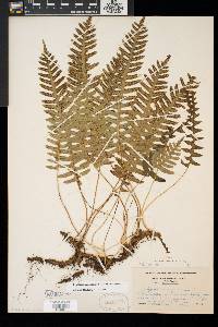 Polypodium appalachianum image